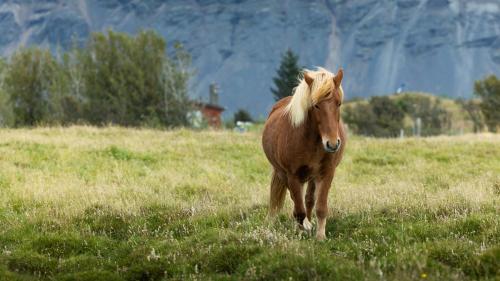 a brown horse standing in a field of grass at Arnanes Country Hotel in Höfn