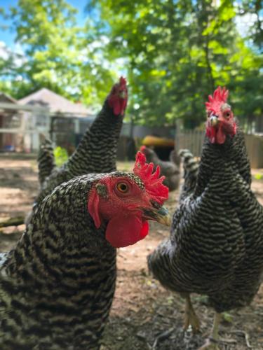 a group of chickens standing in a yard at Cooperstown Bed and Breakfast in Cooperstown