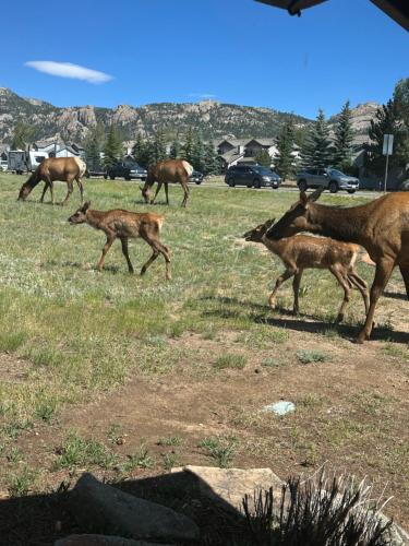 a group of animals walking in a field at Columbine Inn in Estes Park