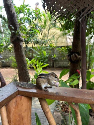 a small animal sitting on a wooden railing at Turtle Paradise in Tangalle