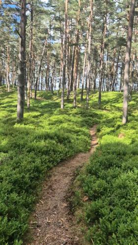 a dirt trail in a forest with trees and grass at Sea breeze Apšuciems in Apšuciems