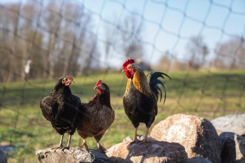 three chickens standing on top of some rocks at Countryside yurt near Tõrva in Jõgeveste