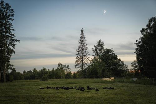 a herd of animals laying in a field at Countryside yurt near Tõrva in Jõgeveste