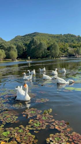 a group of white ducks swimming in a river at Casa di Kiara, Skadar Lake in Dodoši