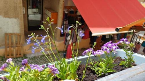 a flower pot with purple flowers in it at À Deux Pas ... in Briançon