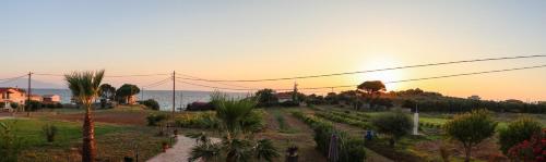 a sunset over a garden with palm trees at Pachynammos Studios & Apartments in Kypseli