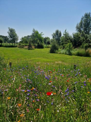 a field full of flowers in a field at De Wilde Tuin - Tuinkamer in Moergestel