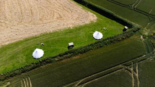 a group of animals grazing in a field at Devon Belltents - Salcombe in Soar