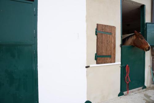 un cheval qui ferme la tête par la fenêtre d'un bâtiment dans l'établissement La Tenuta - Resort Agricolo, à Casaprota