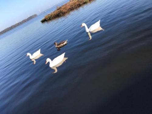 a group of white birds swimming in the water at Luxus Chalet Visarend 13 Strandkristall in Hulshorst