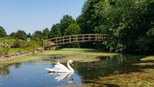 two swans swimming in the water under a bridge at Grindstone Mill in Alderley