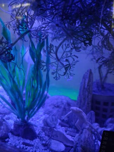 a aquarium with a fish tank with algae and rocks at Zöld otthon in Szeged