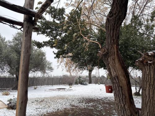 a snow covered yard with a tree and a fence at CABAÑAS LA PILARICA in San Rafael