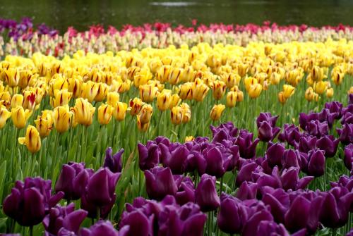 a field of purple and yellow tulips at Van der Valk Hotel Sassenheim - Leiden in Sassenheim