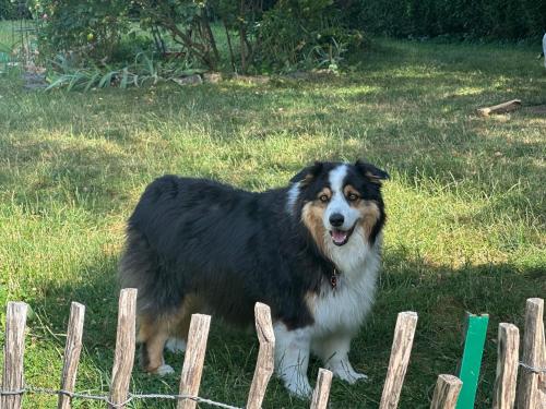 a dog standing next to a wooden fence at Appartement 55 m2 proche de la plage in Sévrier