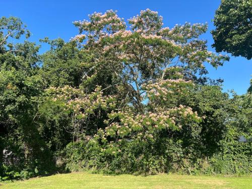 a tree with pink flowers on it in a field at Coastal Home at Edgewater in Pleasantville