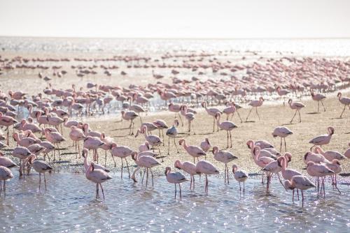 a large flock of pink flamingos standing in the water at Flamingo Villas Boutique Hotel in Walvis Bay