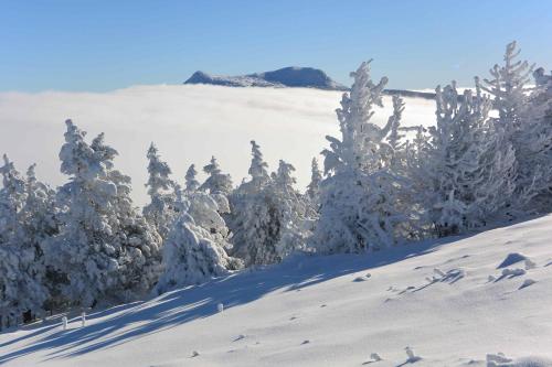 a group of snow covered trees on a snow covered slope at Aux Pays Des Sucs in Saint-Hostien