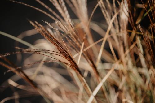 a close up of some tall grass at Rheinwald in Weisweil