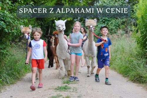 a group of children walking down a path with llamas at Gościniec Bocianowo - oaza ciszy i spokoju wśród alpak in Stręgiel