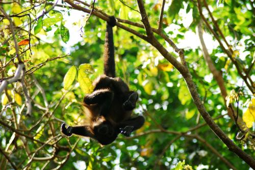 Animales en el hotel o alrededores