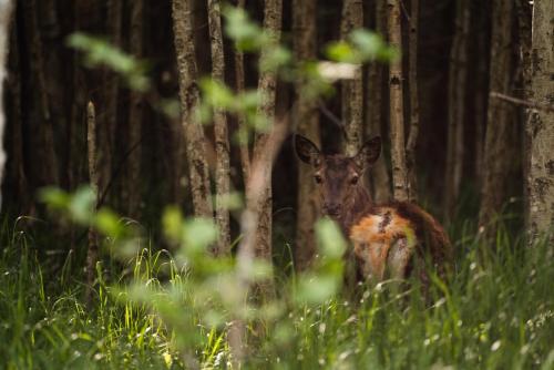 a small deer standing in the woods at Toosikannu Nature Resort & Hotel in Käru