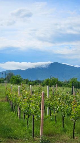 a row of trees in a field with mountains in the background at Villa Lazarina Vineyard Views in Kvareli