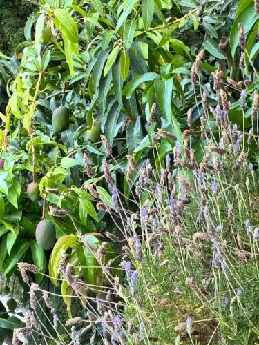 Mango Tree photo 1