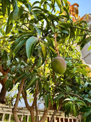 Mango Tree photo 8
