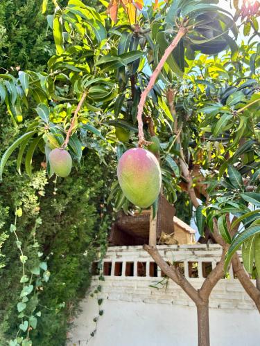 Mango Tree photo 24