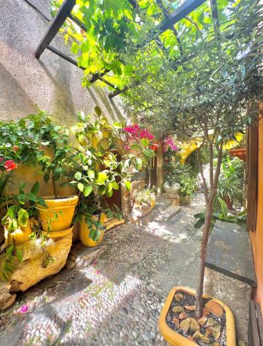 Ippos OLD TOWN