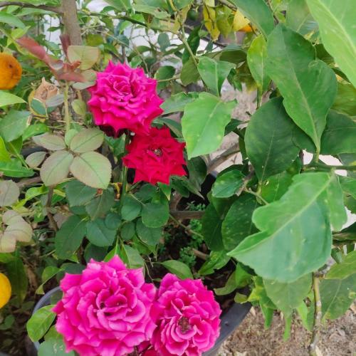 un ramo de flores rosas en una maceta en Dea, en Putignano