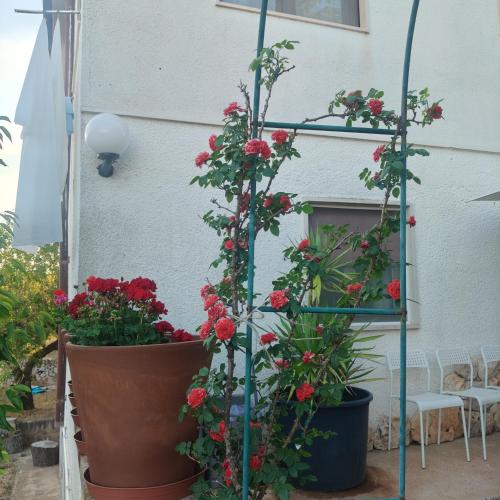 una planta con rosas rojas creciendo frente a una casa en Dea, en Putignano