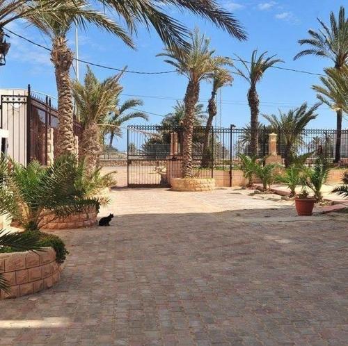 a black cat sitting in a courtyard with palm trees at Résidence PHILA Djerba in Djerba