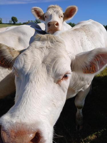 two white cows standing next to each other at GITE Les Tulipes in Liernais