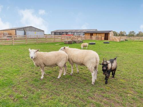 a group of sheep standing in a field at The Old Farmhouse in Longford