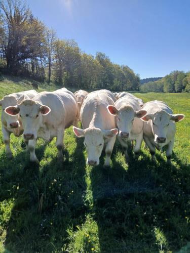 a group of white cows standing in a field at GITE Les Tulipes in Liernais