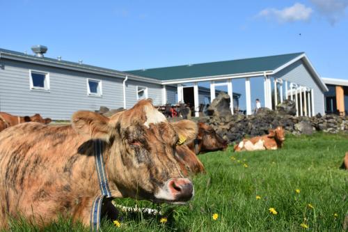 a cow laying in the grass in a field at Vogafjós Farm Resort in Myvatn