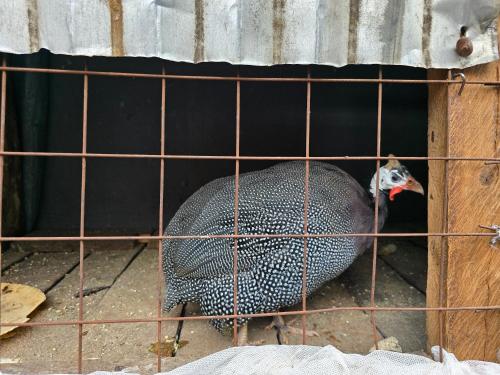a large bird in a cage in a fence at Rose Petals in Sagana