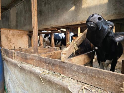a group of cows in a barn eating hay at Rose Petals in Sagana