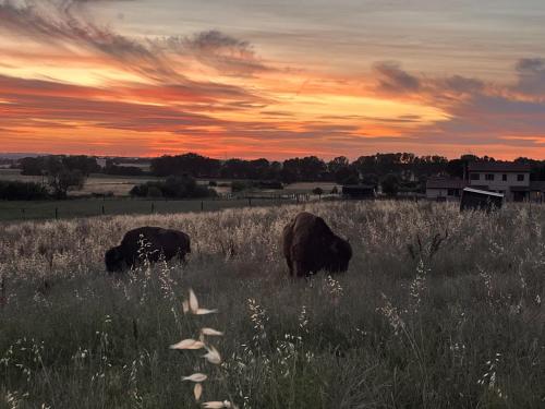 two elephants grazing in a field at sunset at Terra dei Bisonti in Panicale