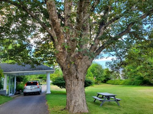 a picnic table and a tree next to a house at The Kinley House in Lunenburg
