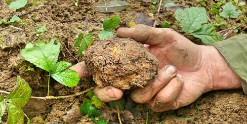 a persons hand holding a rock in the dirt at Profumi... in Vinchio