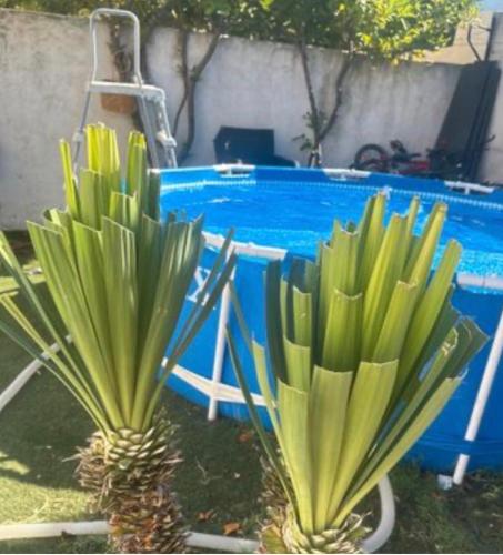 two pineapple plants in front of a swimming pool at Maison de vacance Montpellier in Montpellier