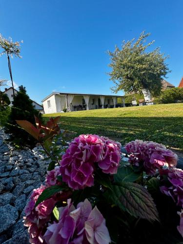 a bunch of purple flowers in front of a house at Domek pod Jabłonią in Barzowice