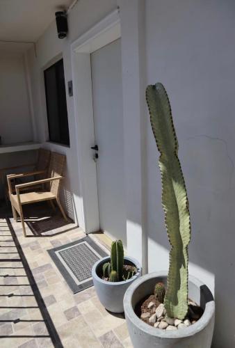 a cactus and other plants in a room at Bello loft studio en el corazón de Tijuana in Tijuana