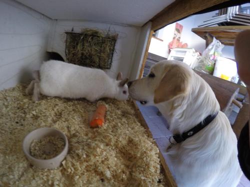 a dog and a white rabbit in a pen at Tiroler Hasenhöhle in Wenns