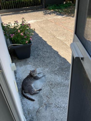 Eine Katze liegt neben einer Tür auf dem Boden. in der Unterkunft Nido Mediterraneo in Procida
