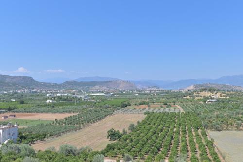 an aerial view of a field of grape vines at VILLA GALINI NAFPLIO with Panoramic View I in Nafplio