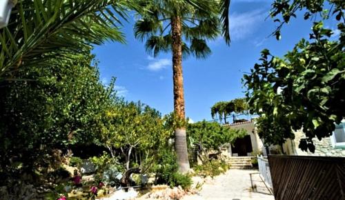 a palm tree in the middle of a yard at Rose Garden Villa Peristerona in Peristerona